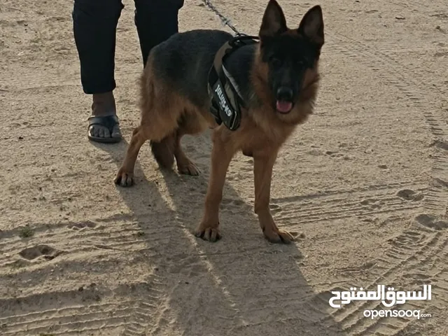 جيرمن شيبرد نثيه العمر 7 شهور اليفه مع جوازها وتطعيماتها كامله