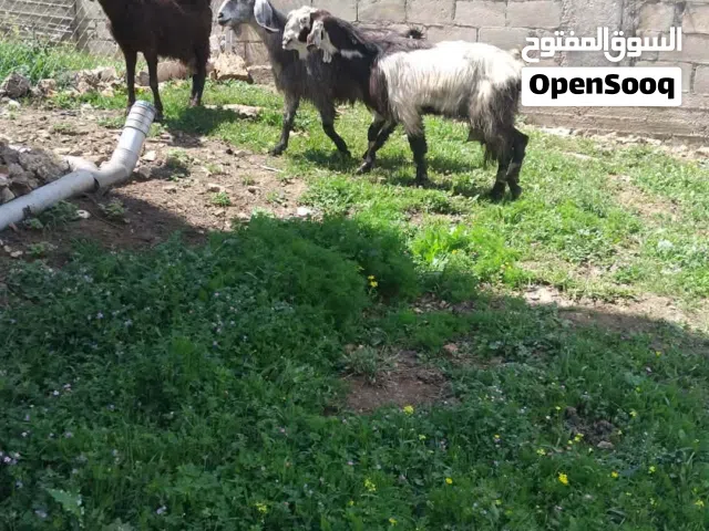 ماعز بلدي مقنوى للبيع