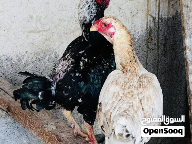 زوج كشومو قزم