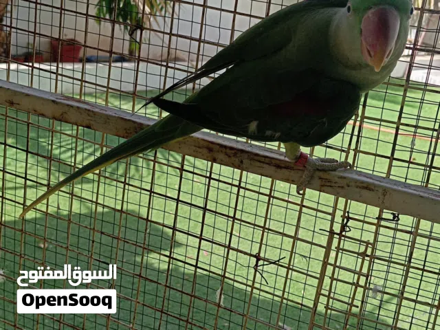 نيبالي سوبر جامبو تابع الوصف