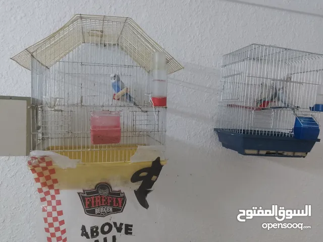 طيور حب للبيع في اربد فوعرا قرب اسواق الفرقان للاستفسار الاتصال على الرقم الموجود