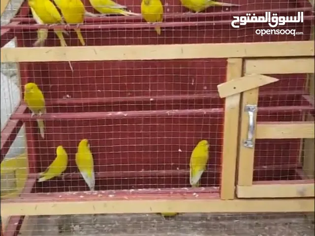 طيور حب هولندي عيون حمر