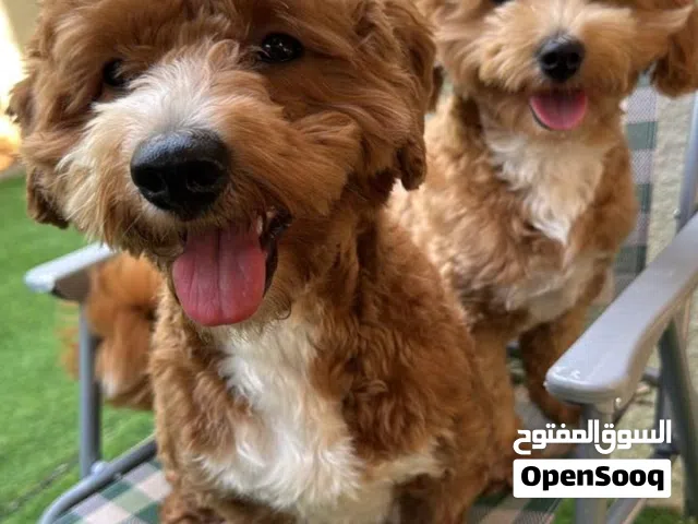 2 Male Multipoo Brothers – 16 Months  Fully Vaccinated 2  المالتيبو ذكور – مطعمين  16 شهر