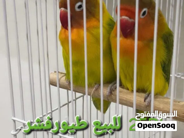 طيور فشر للبيع