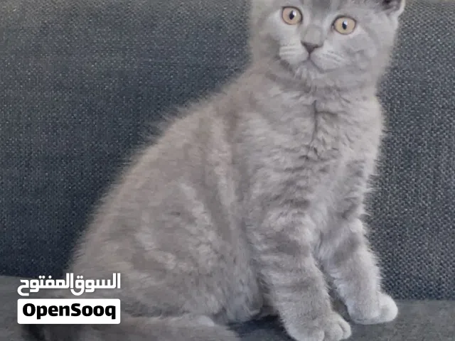 سكوتش فولد (ماربل) بلو إنتاج مميز