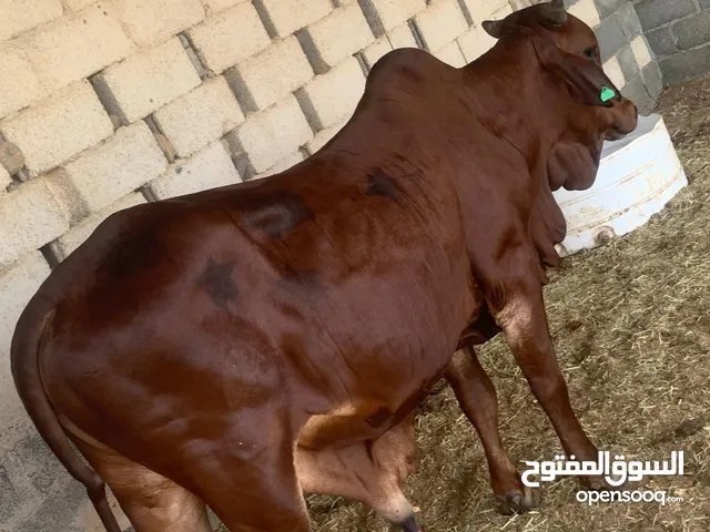 للبيع ثيارن