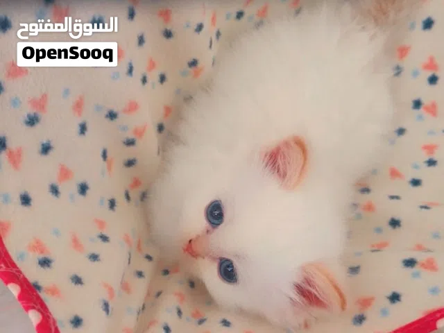 كيتنز هيمالايا بيور الام والاب عيون زرقا العمر 55 يوم مفطومين وجاهزين للبيت الجديد ذكر واحد و 3 اناث