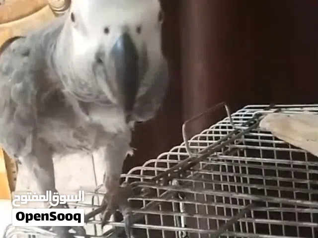 كاسكو اليف محلق