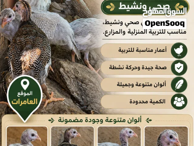 للبيع دجاج حبشي صغير // كانجا