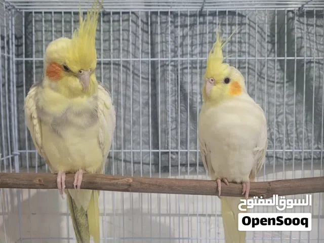 Cockatiel pair