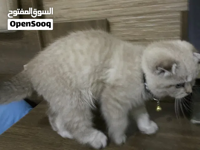 سكوتش فولد ذكر (عمر شهرين) - مطعم وبالكامل مع أغراضه