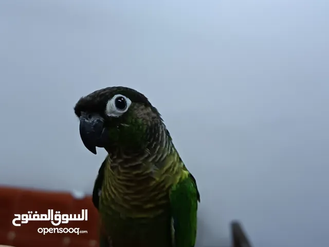 كنيور للبيع