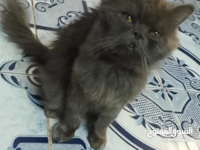 قطه ذكر للبيع