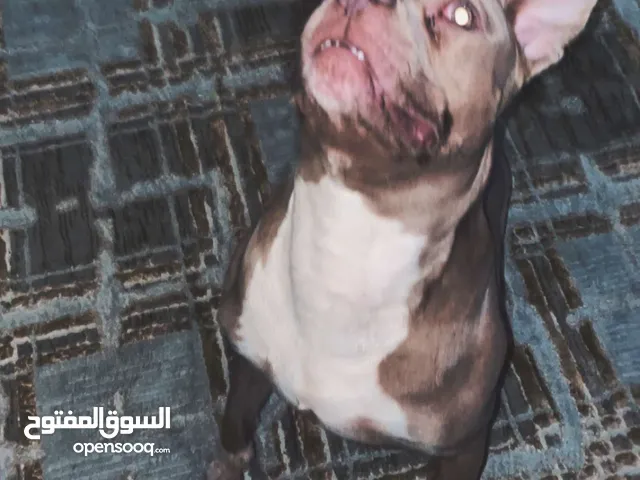 بتبول العمر تسع شهور لعوب معا اليهال اليف فيه شراسه خفيفه تطعيماته كامله