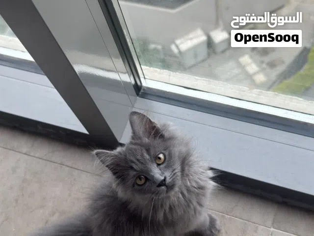 Persian Mix Nebelung Healthy Kitten