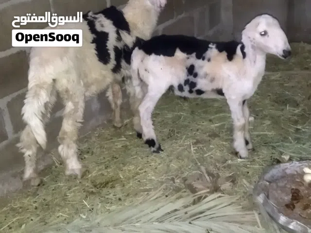 حمله وكبش للبيع