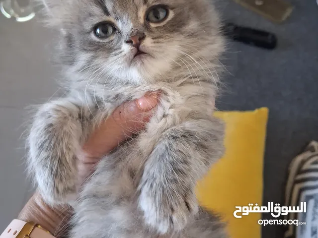 قطه صغيره ه هملايا
