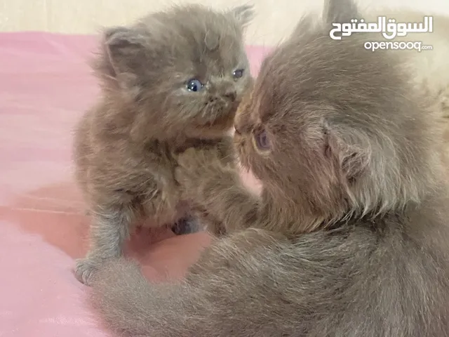 قطط ( كيتنز) شيراز مكس سكوتش فولد