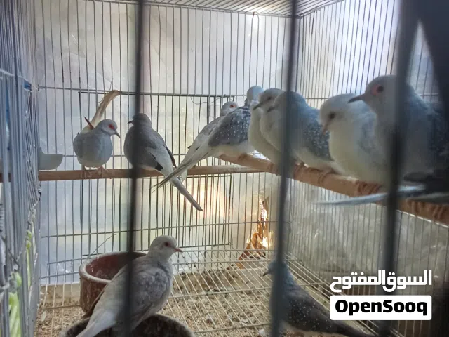 دره ويمام ماسى