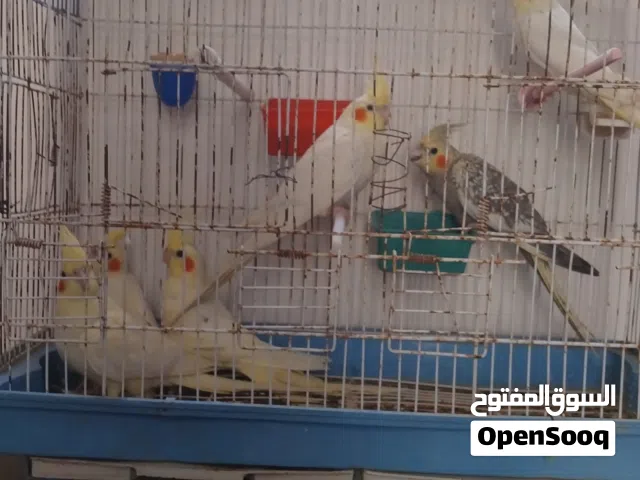 كوكتيل مروطات نص ترويط