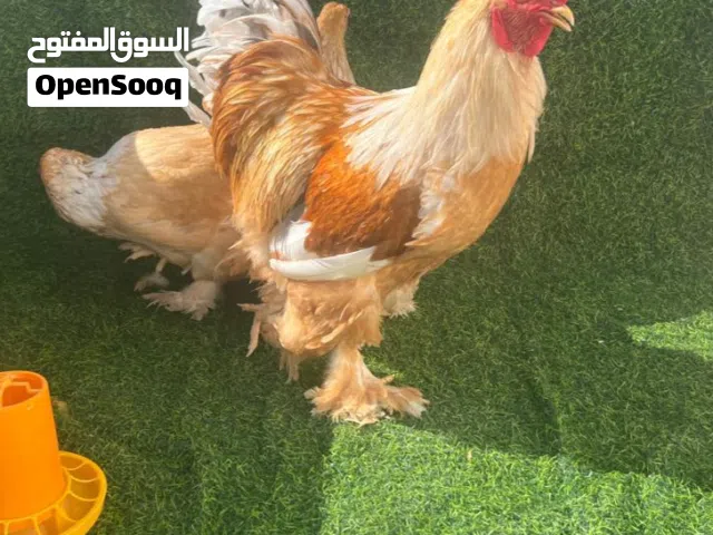 كوبيا براهما ليموني طوق ابيض