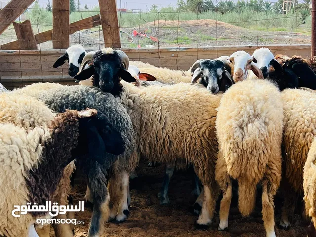 24فطيمة لبيع شيك أو كاش