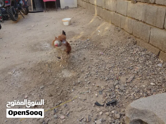 دجاجة كاركه عرب ا صل