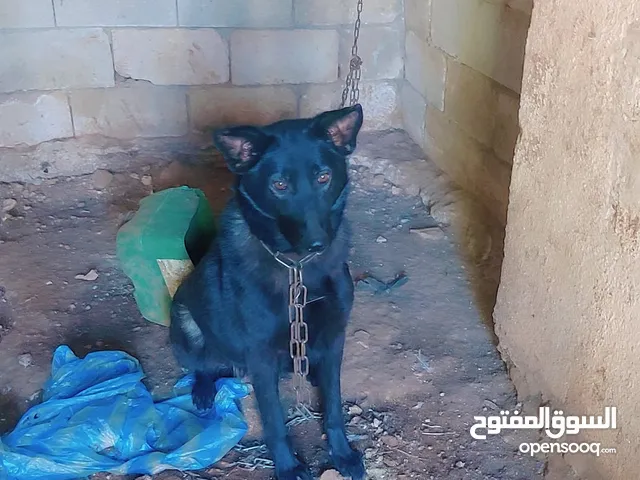 كلبه جيرمن بلاك عمر سنه ونص نخب صحه ممتازه