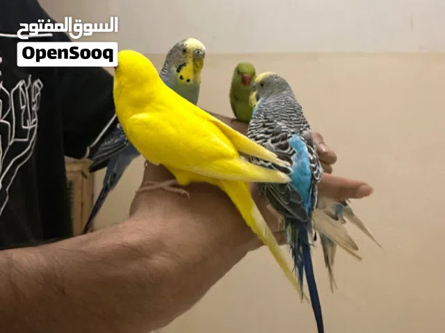 بغبغاء بادجي أليف