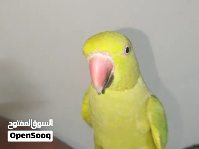 الببغاء الخضر