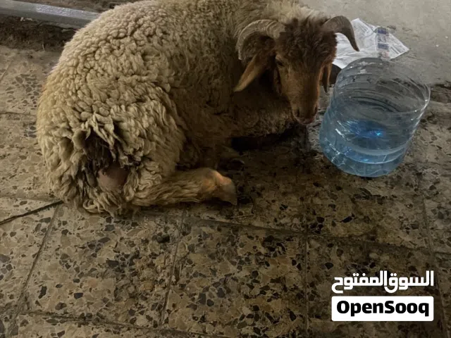 خروف للبيع 500 الف