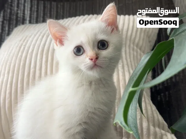 للبيع كتن سكوتش بيور مسجل wcf high quality kitten
