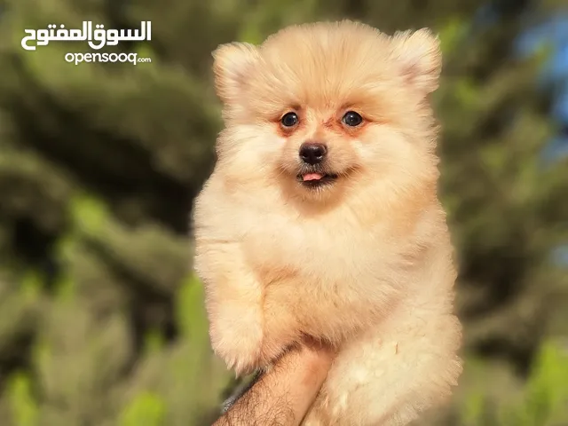 Pomeranian t_cup بومارينيان تيكب تدي بير أصغر حجم