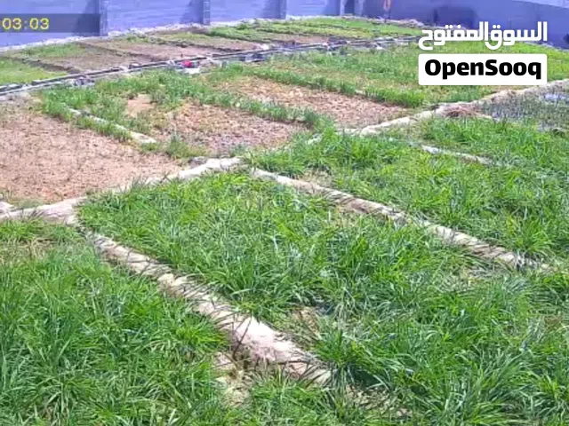 للبيع مستعجل ارض زراعيه  للبيع للجادين في الشراء فقط
