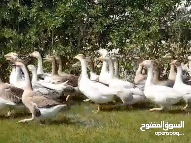 للبيع وز كندى وعراقى