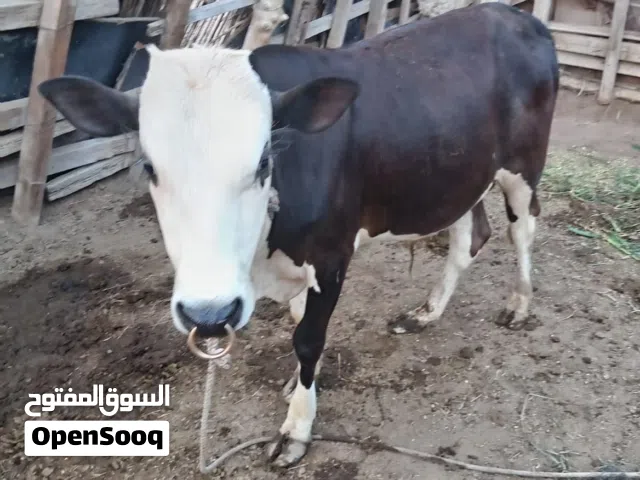 عجل أمور فوق طيبه مره بعد
