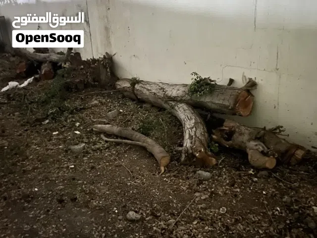 حطب شجره صباره