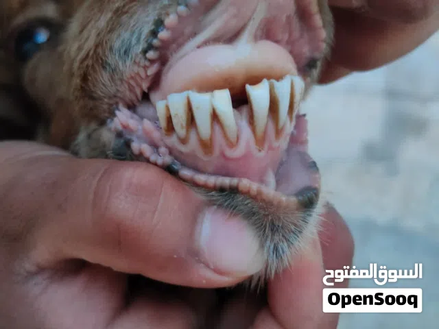 ثلاث انعاج طيبات سن جمع نضيف للبيع