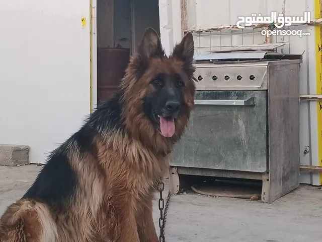 نثيه جيرمن للبيع