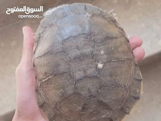 سلاحف برماىي