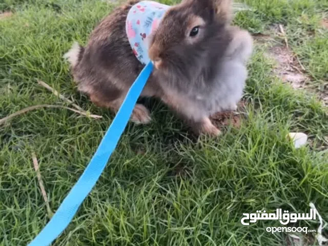 A smart and shy rabbit for adoption, provided that it is taken care of and not neglected.