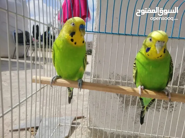 طيور حب اجواز