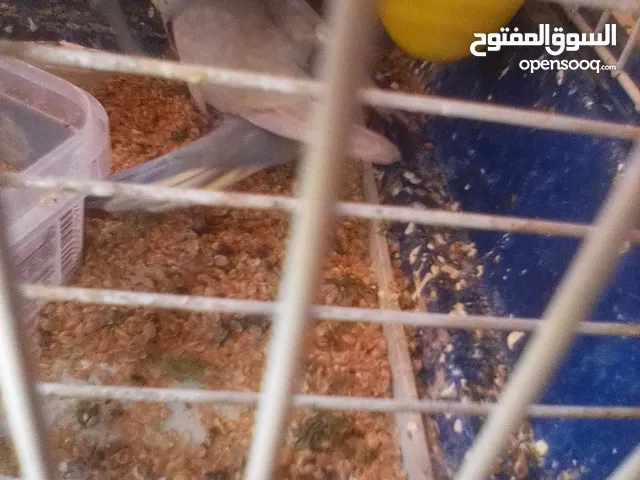 عصافير بقلينو