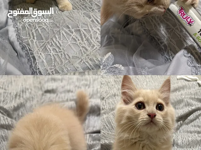 قط بيرشن مكس