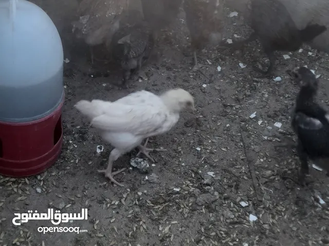 صوص بلدي توب