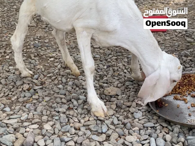 للبيع سخله باكستانيه