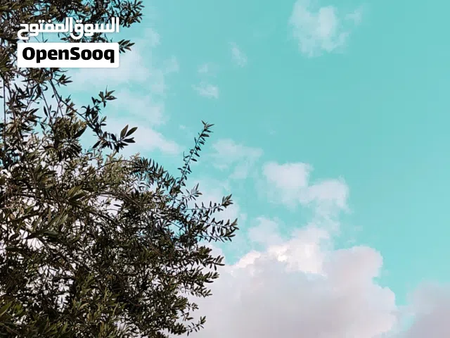 مطلوب ايفون11عادي أو XSاو XR