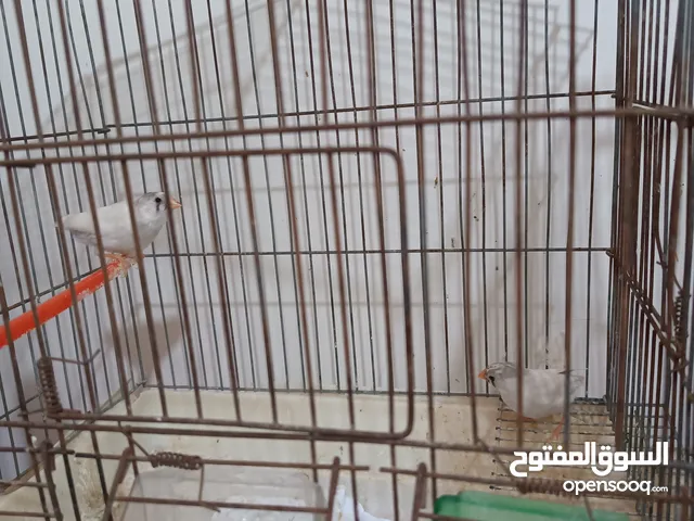 عصفورين جنه لون ابيض