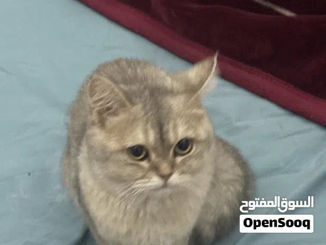 سكوتش ستريت
