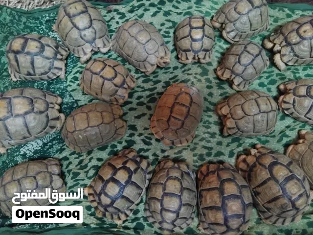 سلاحف صحراوي